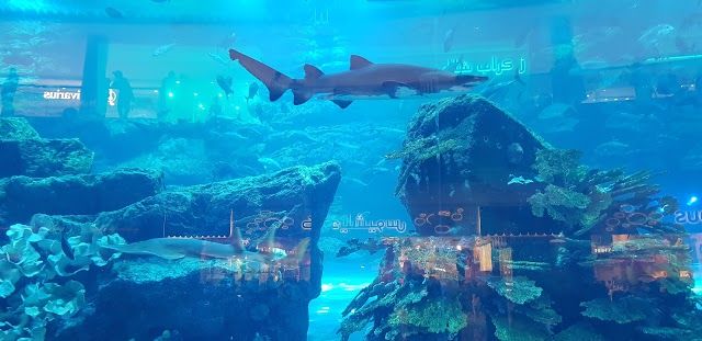 Dubai Aquarium & Underwater Zoo